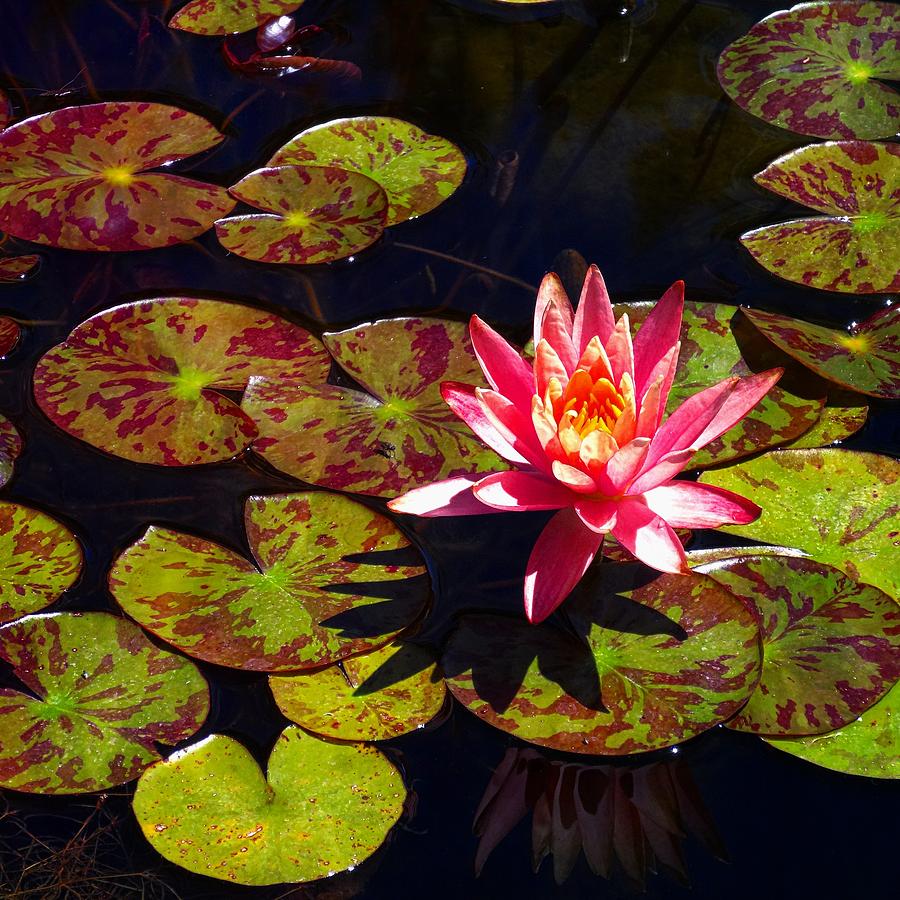 Pond Lily Photograph by Nick Kloepping