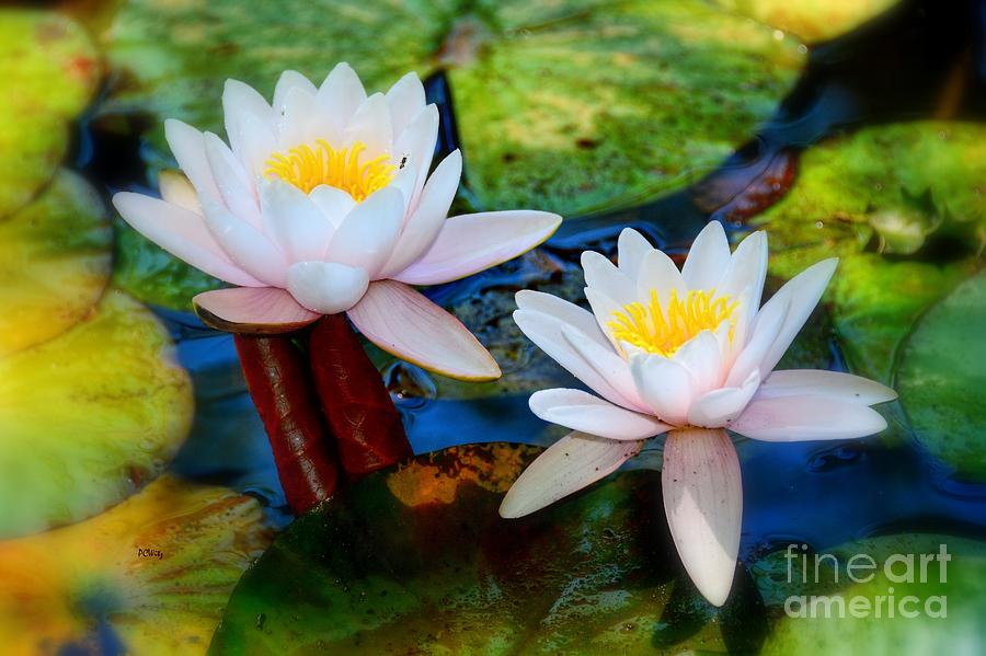 Pond Lily Photograph by Patrick Witz