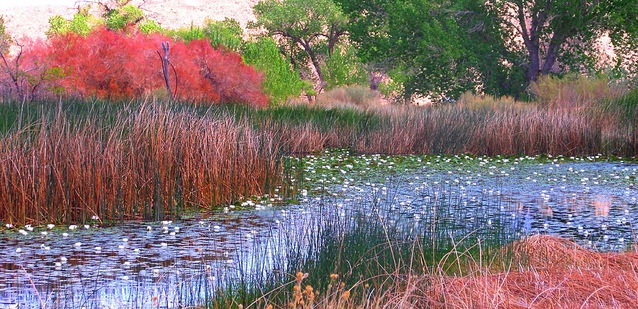 Pond Photograph by Marilyn Diaz