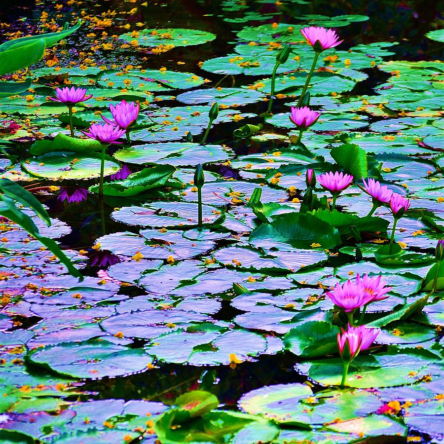 Pond of Flowers Photograph by Richard Zentner