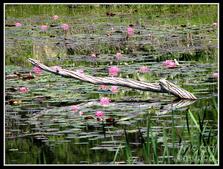 Pond of Pink Waterlilies Photograph by Rose Santuci-Sofranko