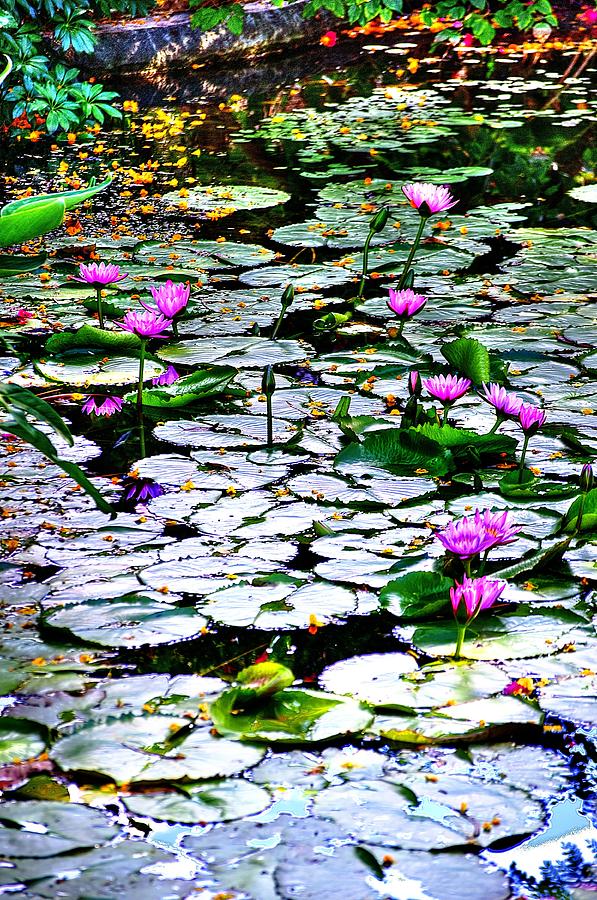 Pond of Water Lilies 2 Photograph by Richard Zentner