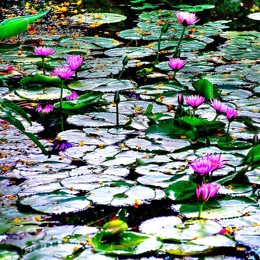 Pond of Water Lilies  Photograph by Richard Zentner