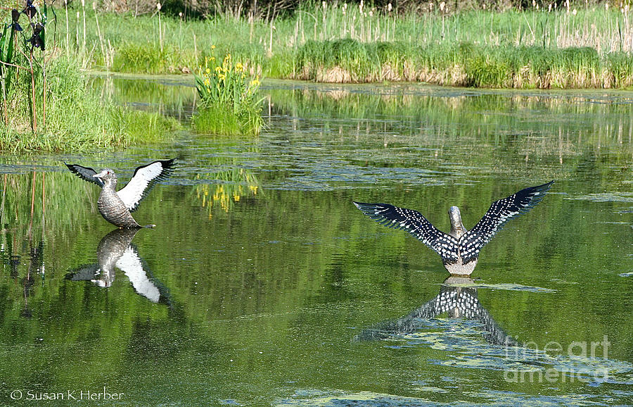 Pond Pairs Dancing Photograph by Susan Herber