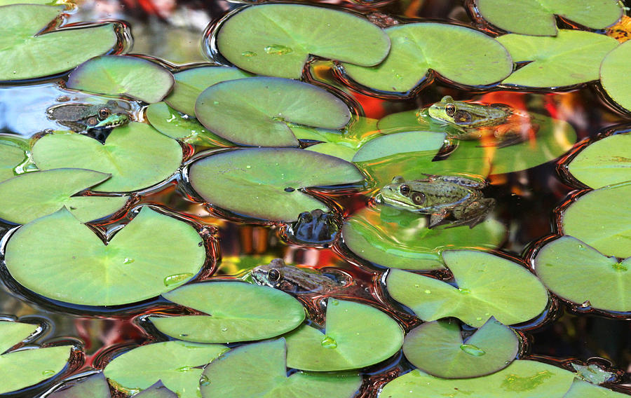 Frog Photograph - Pond Party by Trina  Ansel