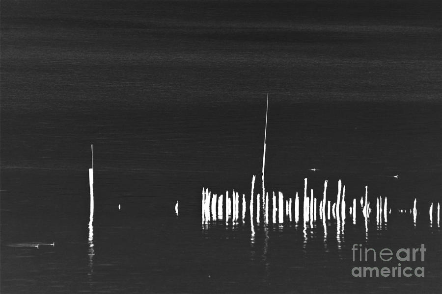 Pond Poles Photograph by Heiko Koehrer-Wagner