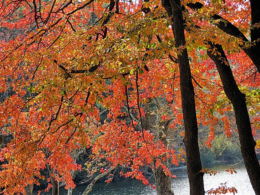 Pond Reds Photograph by Janice Drew