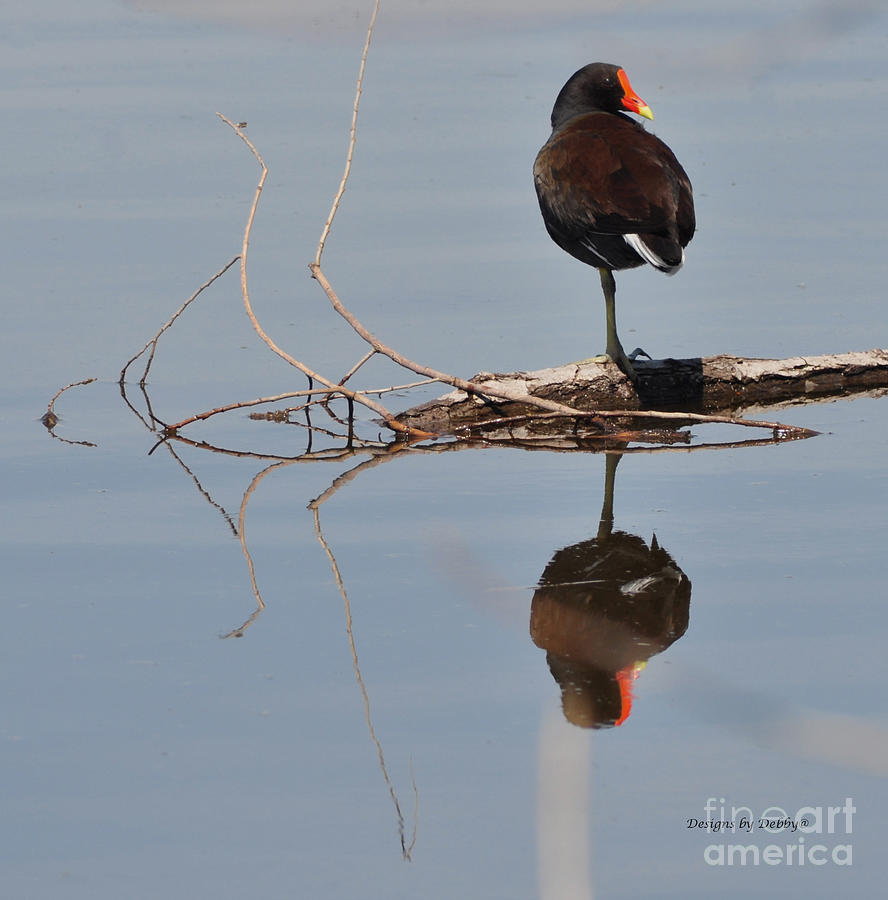 Pond Reflection Photograph by Debby Pueschel
