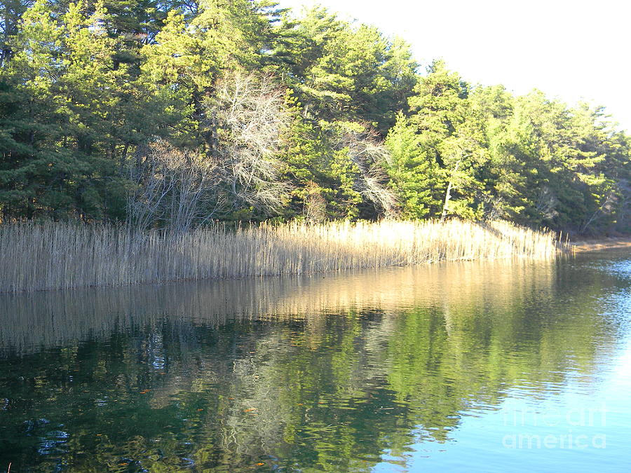 Tree Photograph - Pond Reflection by Spirit Baker