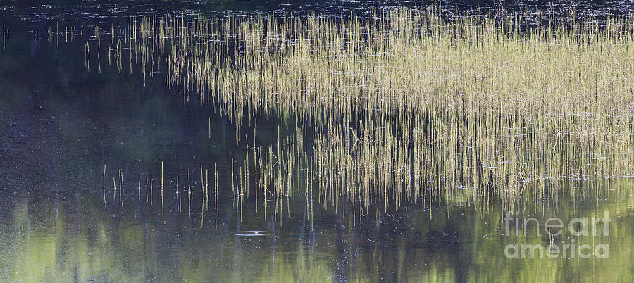 Pond Reflections Photograph by Alan L Graham