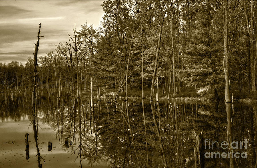 Pond Reflections Photograph by Debra Fedchin