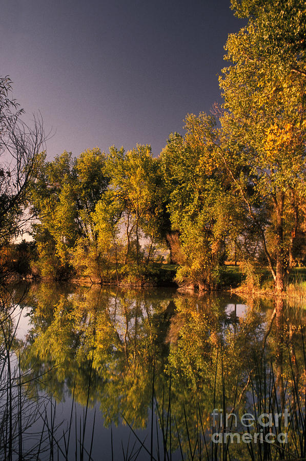 Wildlife Photograph - Pond by Ron Sanford