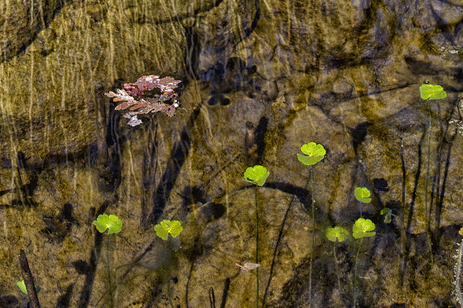 Claude Monet Photograph - Pond Scene by Robert Woodward