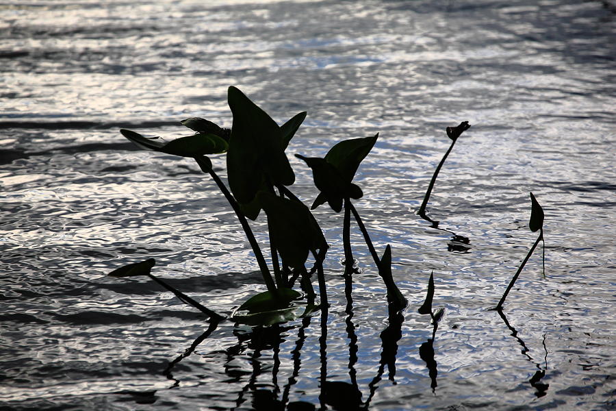 Pond Silhouette Photograph by Frank Romeo