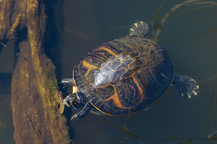 Turtle Photograph - Pond Slider Turtle by Rudy Umans