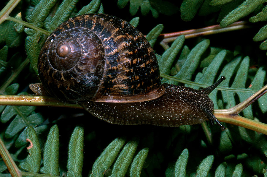 pond snail