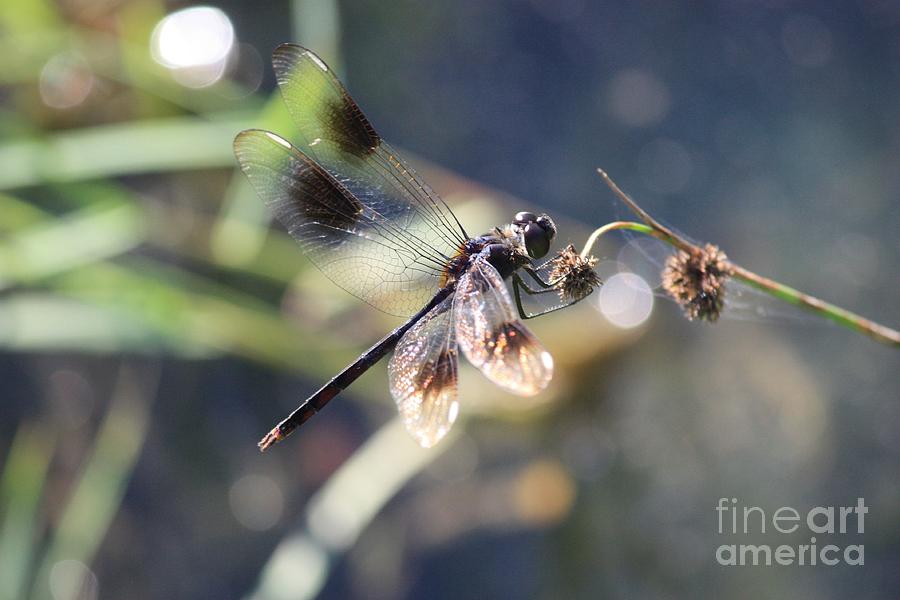 Pond Sparkler - Brown Dragonfly Photograph by Carol Groenen