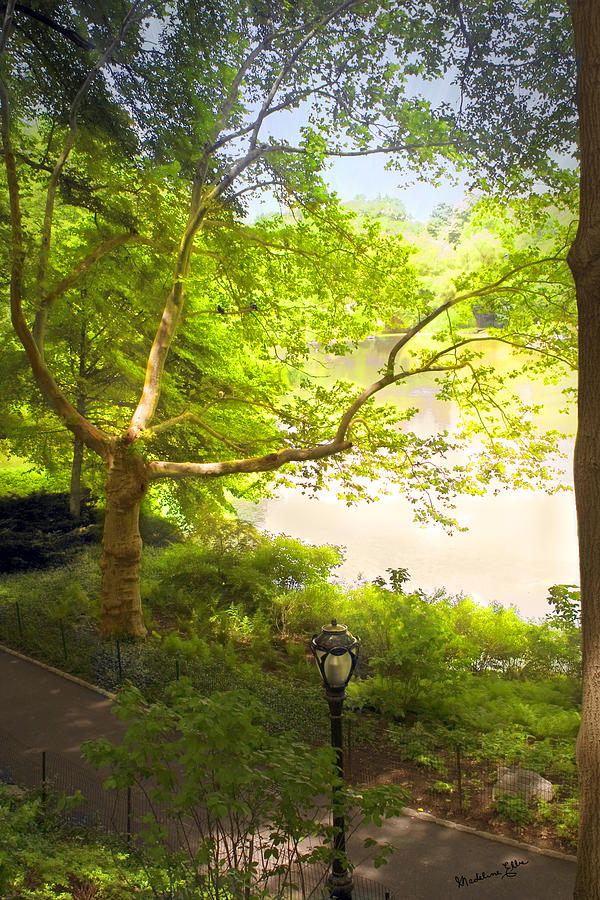 Central Park Photograph - Pond View - Central Park, NY by Madeline Ellis