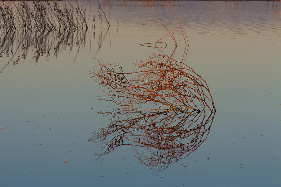 Pond Weed Reflections Photograph by Kathleen Bishop