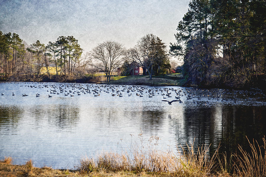 Pond With Geese Photograph by Brian Wallace