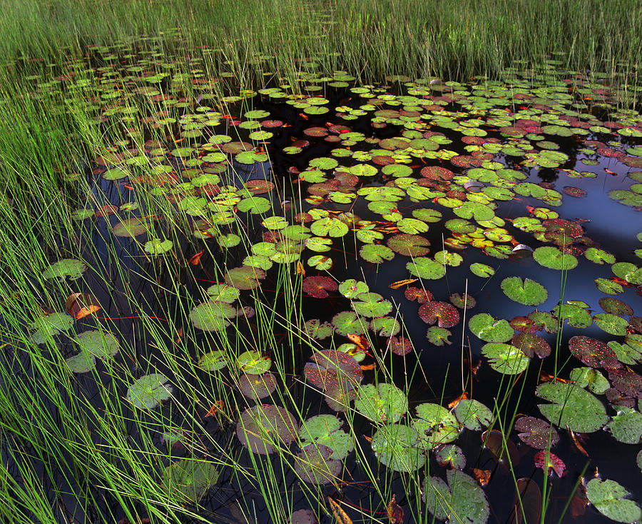 Pond With Lily Pads And Grasses Cape Cod Photograph by Tim Fitzharris