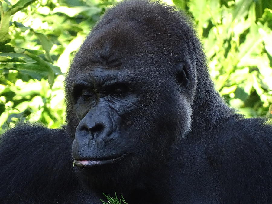 Pondering Gorilla Photograph By Joe Marotta - Pixels