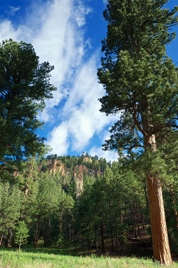 Ponderosa and Cliffs in the Jemez Mountains New Mexico Photograph by Mary Lee Dereske