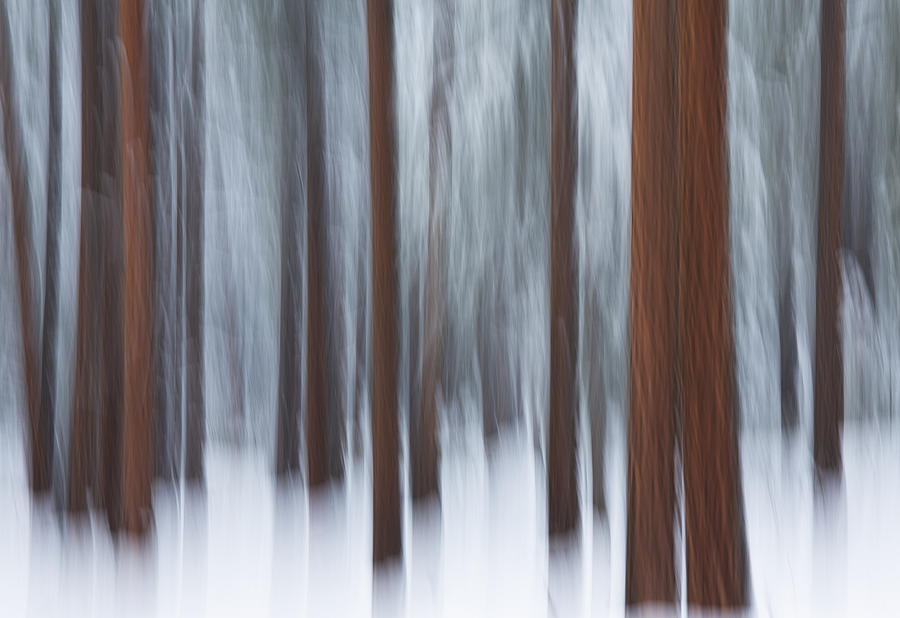 Abstract Photograph - Ponderosa and Snow by Ross Murphy