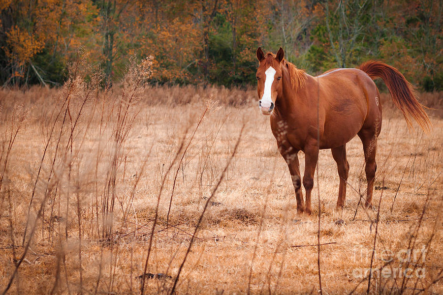 Ponderosa Horse Photograph by Tammy Chesney