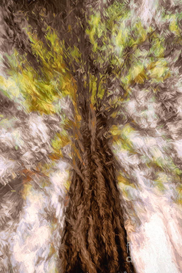 Ponderosa Pine Abstract Photograph by Marianne Jensen