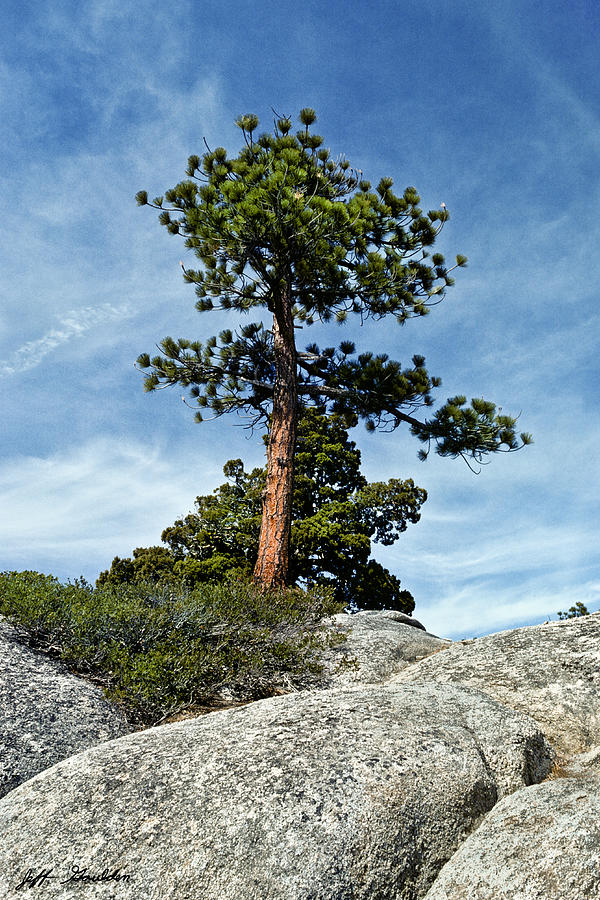 Ponderosa Pine and Granite Boulders Photograph by Jeff Goulden
