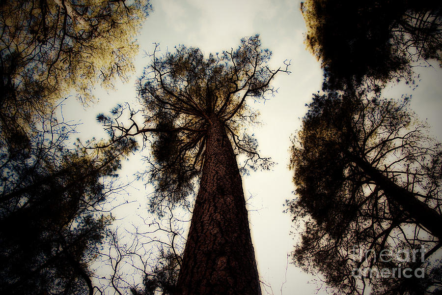 Ponderosa Pine Canopy V2 Photograph by Douglas Barnard