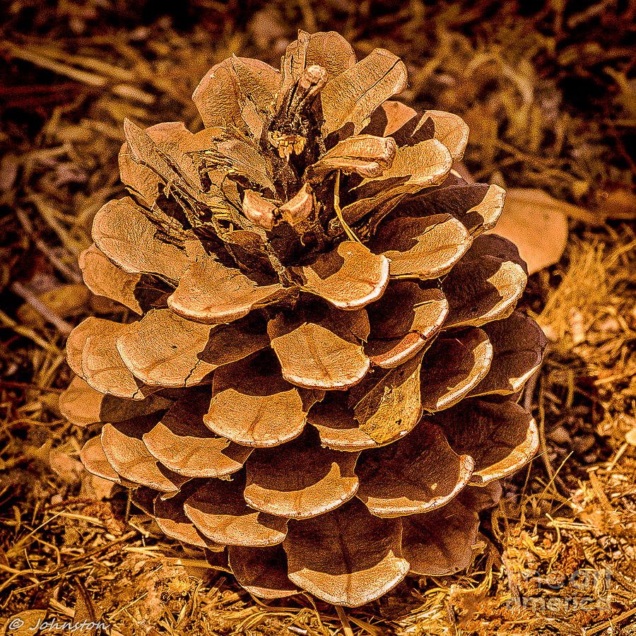 Tree Photograph - Ponderosa Pine Cone by Bob and Nadine Johnston