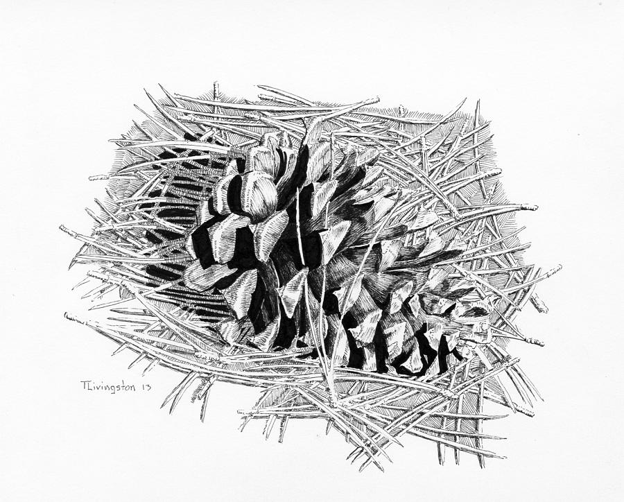 Ponderosa Pine Cone Drawing by Timothy Livingston