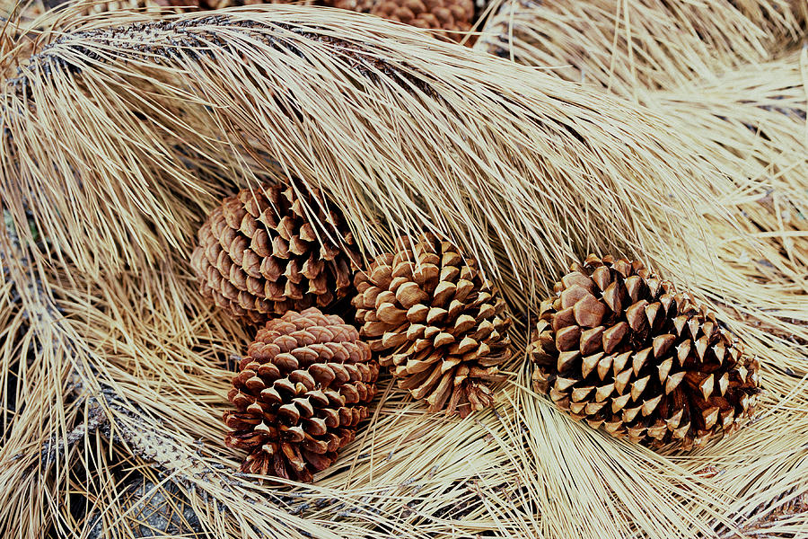 Ponderosa Pine Cones Photograph by Theodore Clutter
