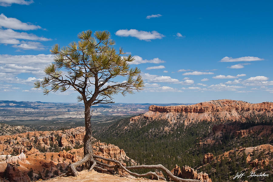 Ponderosa Pine Tree Clinging to Life on Canyon Rim Photograph by Jeff Goulden