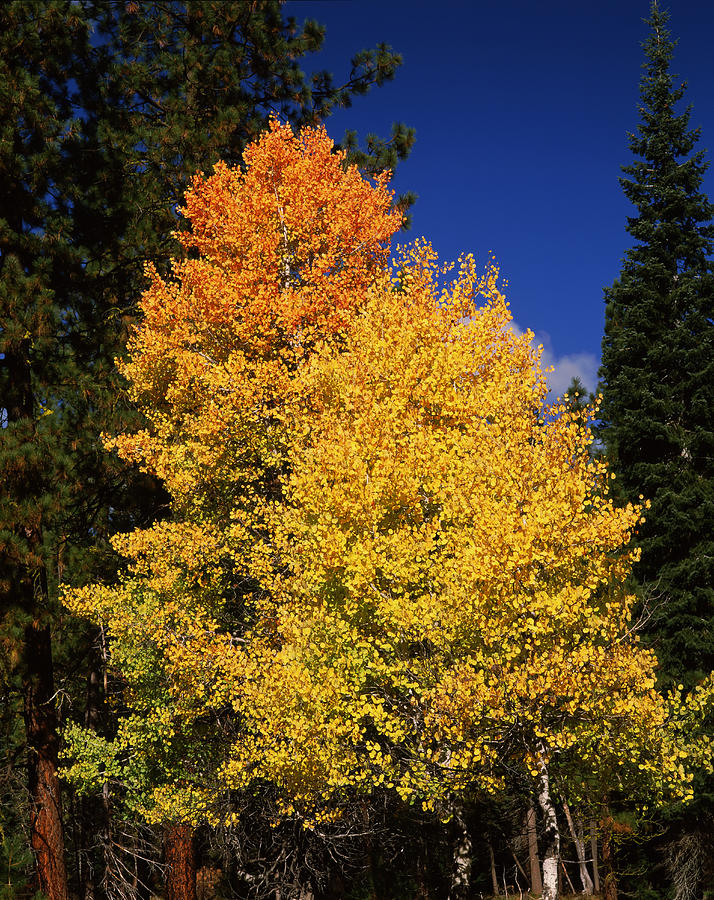 Crater Lake National Park Photograph - Ponderosa Pine With Aspen And Fir Trees by Panoramic Images