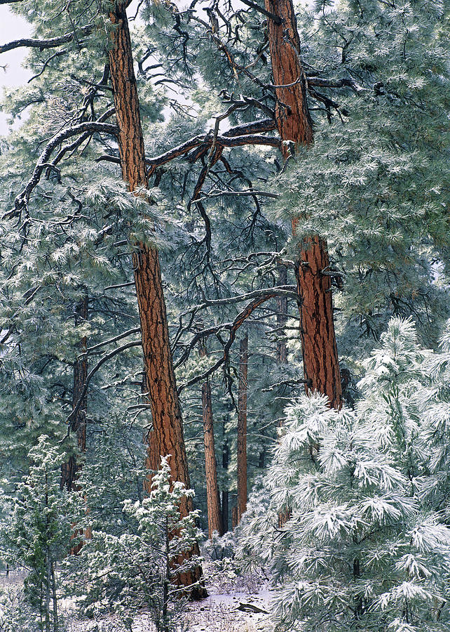 Ponderosa Pines Rocky Mountain Np Photograph by Tim Fitzharris