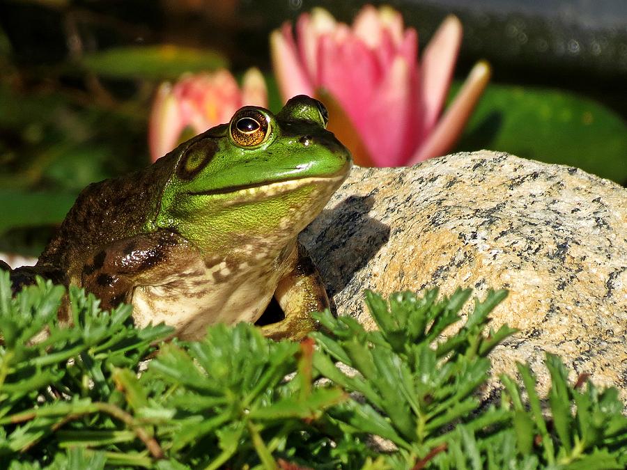Nature Photograph - Pondside Frog by MTBobbins Photography