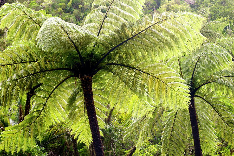 Ponga Tree Fern Canopy, New Zealand Photograph by Lazingbee