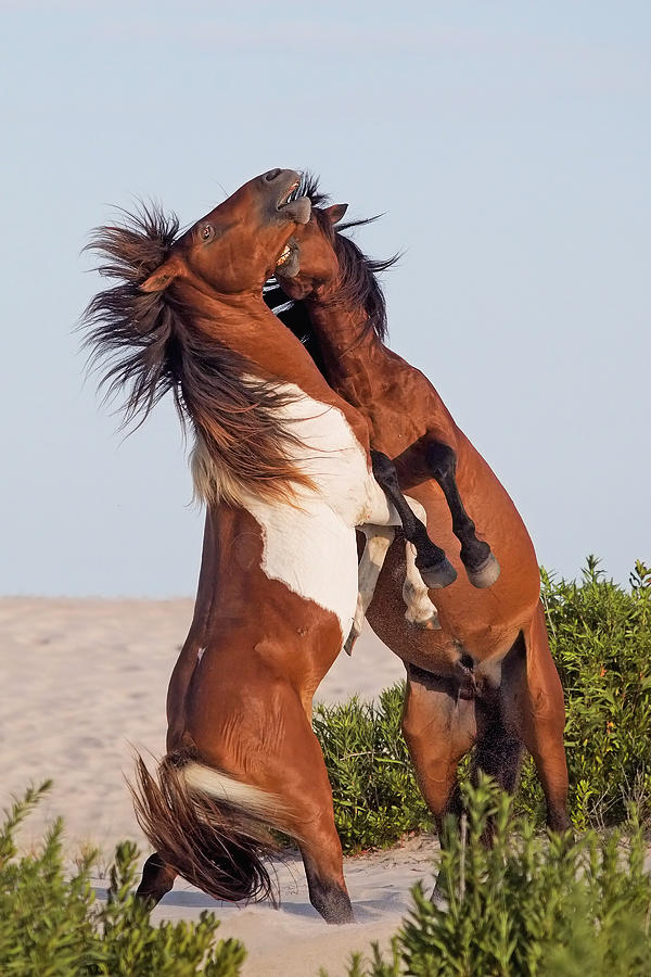 Ponies fighting on beach  Photograph by Jack Nevitt