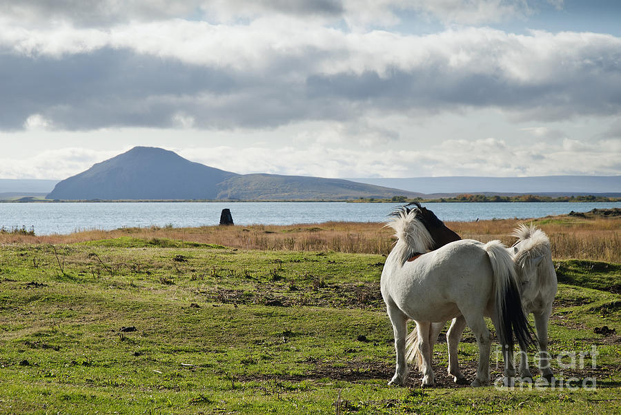 Ponies In Iceland Landscape Photograph