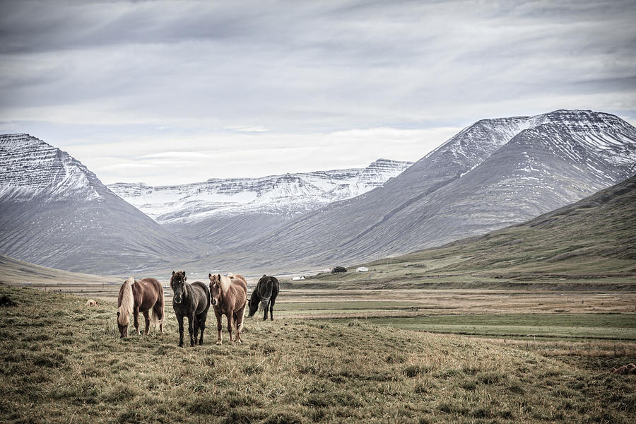 Mountain Photograph - Ponies in the valley by Alexey Stiop