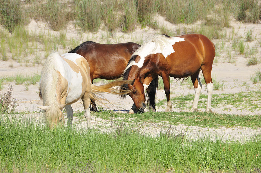 Ponies Of Assategue Photograph by Dan Myers