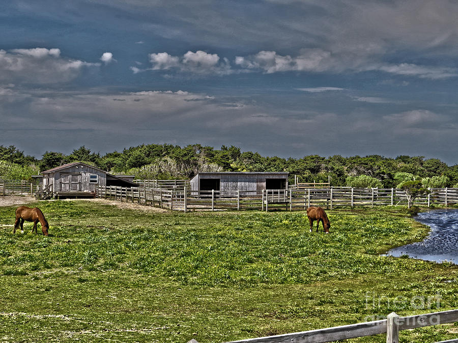 Ponies of Ocracoke Photograph by Dawn Gari