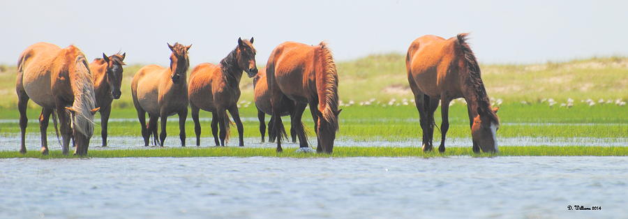 Ponies on Carrot Island Photograph by Dan Williams