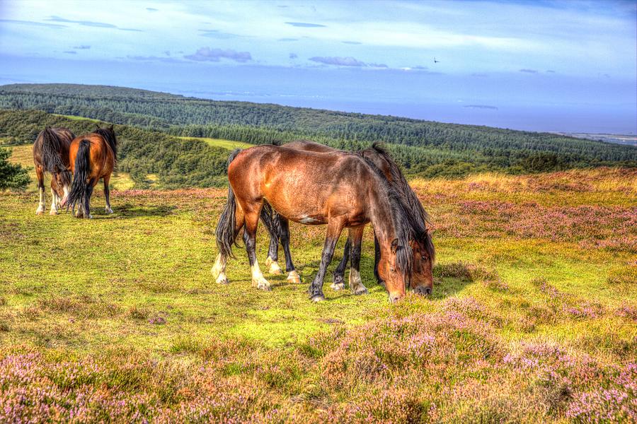 Ponies on Quantock Hills Somerset England with purple heather ...