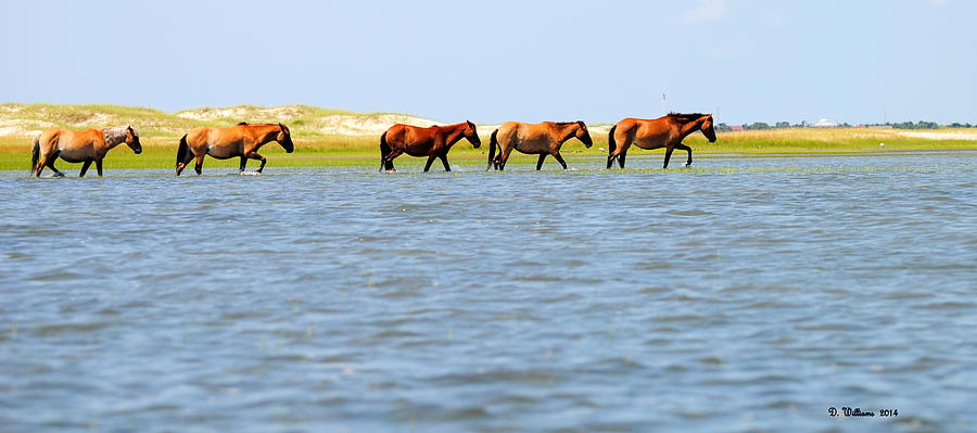 Ponies walk along the island Photograph by Dan Williams