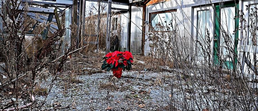 Ponsettias in Abandon Greenhouse Photograph by Randy J Heath