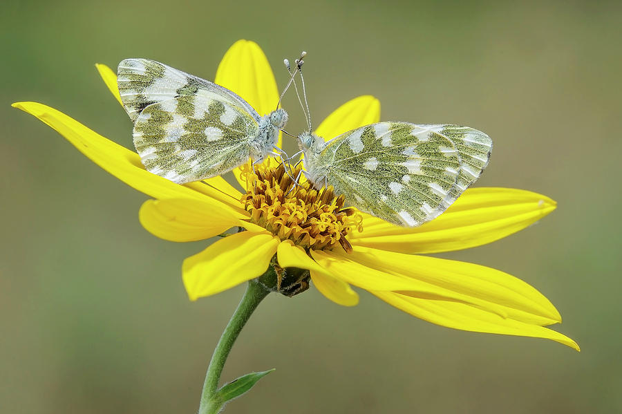 Butterfly Photograph - Pontia Edusa by Marco Polonioli